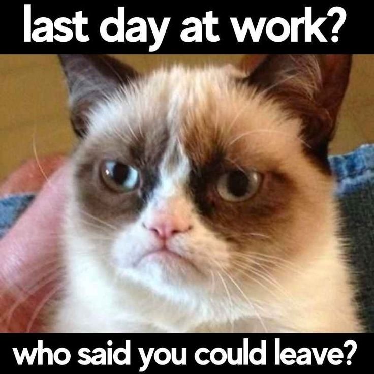 50d9eb7f8f7698861bb650606259a023 good morning friday memes