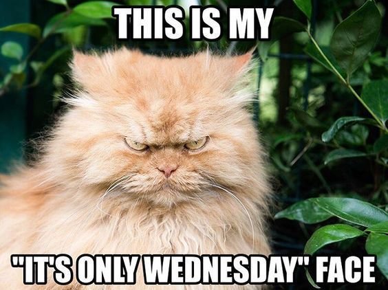 916689c29be88d8d45a7507cf4c4554d Good Morning Wednesday Memes