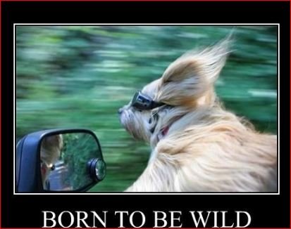 Birthday Memes