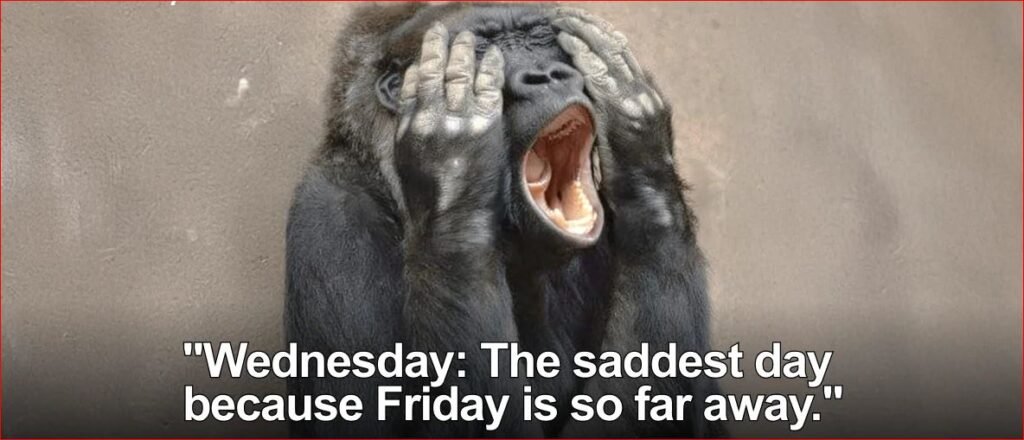 Capture116 funny monday memes