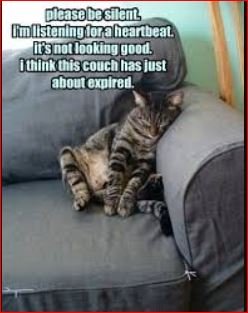 crying cat memes