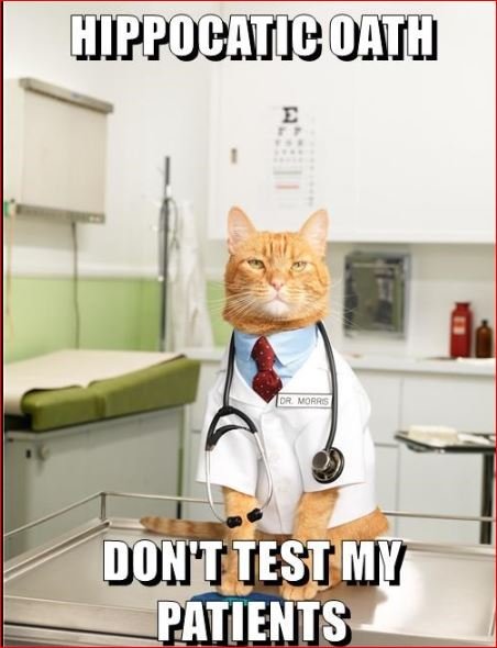cat memes