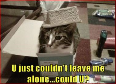 angry cat memes