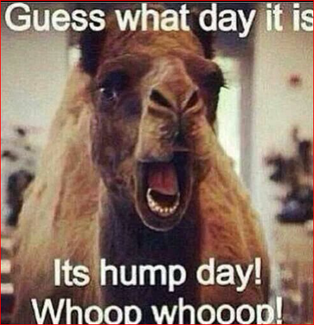 Hump Day Memes