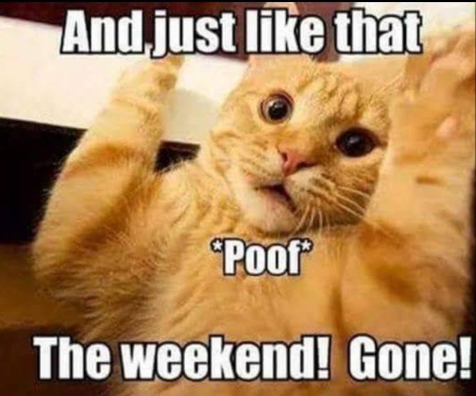 FG9i7HTVIAE8__s angry cat memes
