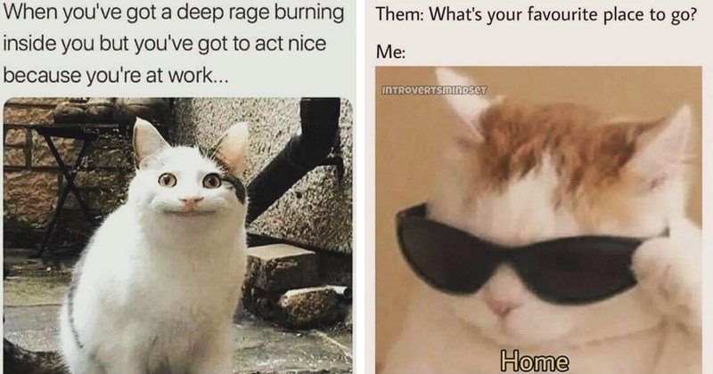a-cat-in-sunglasses-acting-cool-them-whats-your-favorite-place-to-go-me-introvertsmindest-home angry cat memes