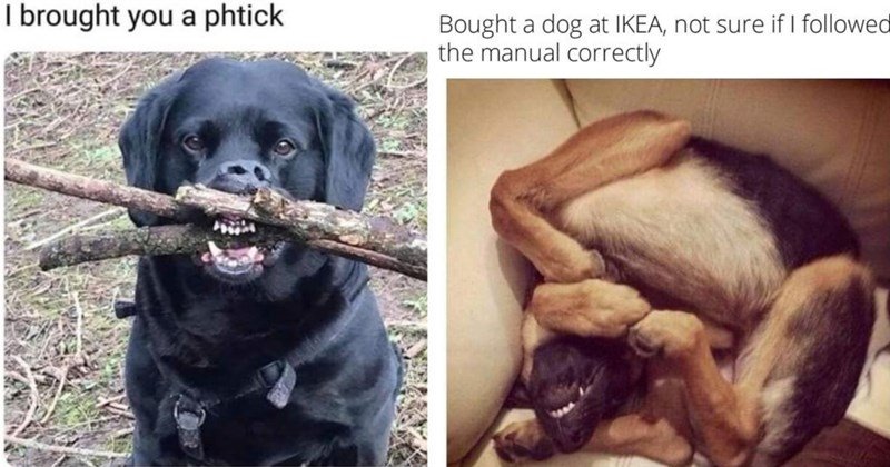 a-twisted-body-position-on-a-couch-bought-a-dog-at-ikea-not-sure-if-i-followed-the-manual-correctly