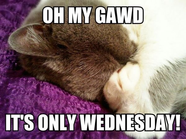 ab040480a55947a15aac31f1b44633a9 Wednesday Morning Memes