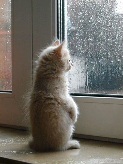 crying cat memes
