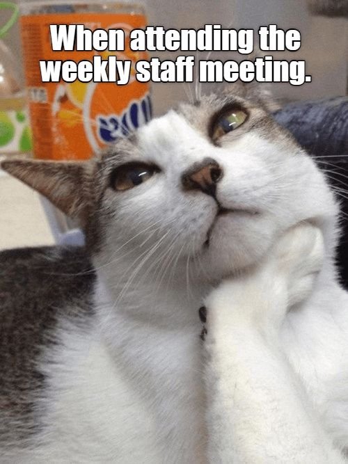 af1019c0277f4614e6de5a3a1de5f110 angry cat memes