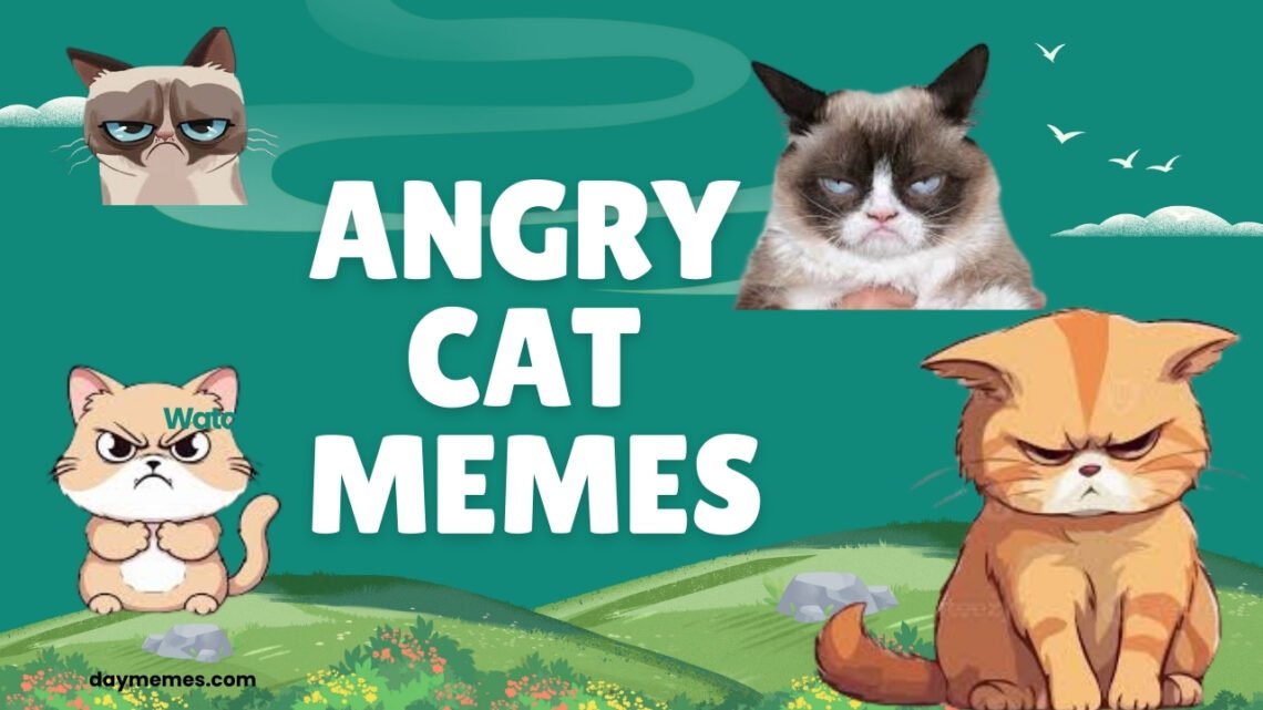 40 Hilarious Angry Cat Memes That Perfectly Capture Your Monday Mood angry cat memes