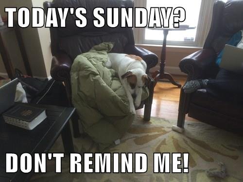 animals-weekends-sunday-8490891008
