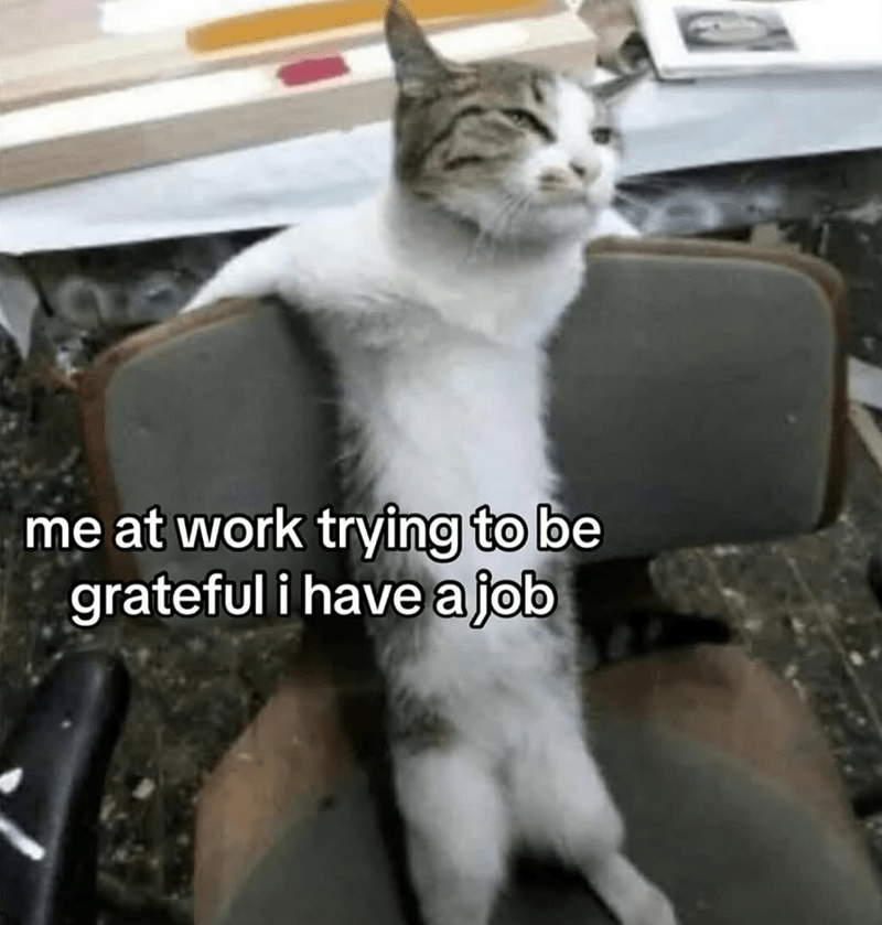 at-work-trying-be-grateful-have-job angry cat memes