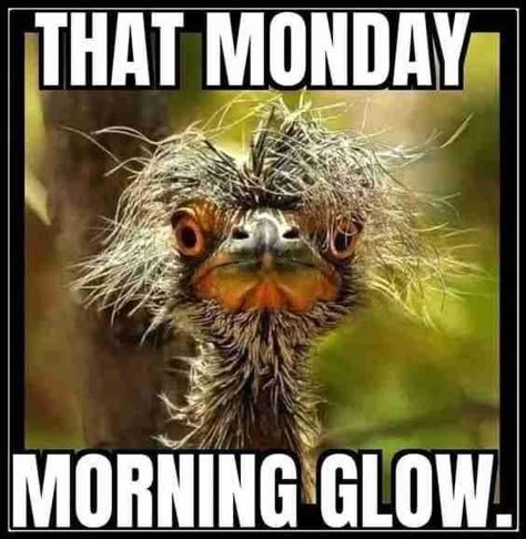 b8bd126c862fa4366cd2c2f9d2fde103 Motivational Monday Memes