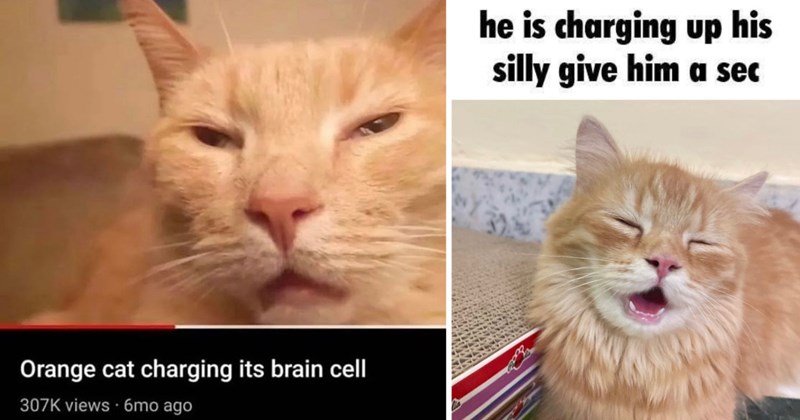 brain-cell-the-other-image-shows-a-ginger-cat-smiling-he-is-charging-up-his-silly-give-him-a-sec Tuesday Morning Memes