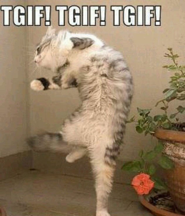 tgif memes