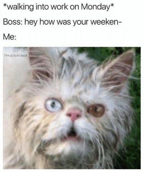cat-walking-into-work-on-monday-boss-hey-weeken-purplesock funny monday memes