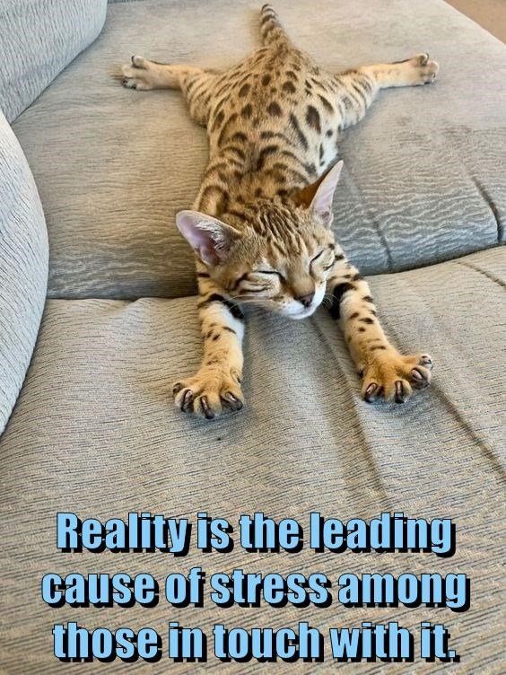 cheeky-reality-check Funny Tuesday Memes