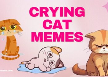 crying cat memes crying cat memes