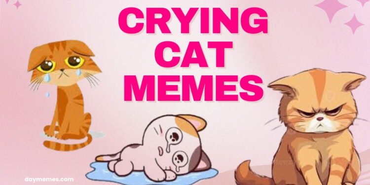crying cat memes crying cat memes