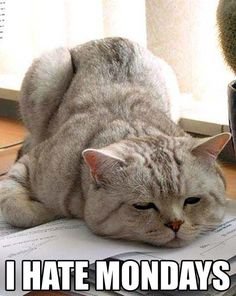 d37d3286995c60bb90c25745bcd25bc5 angry cat memes