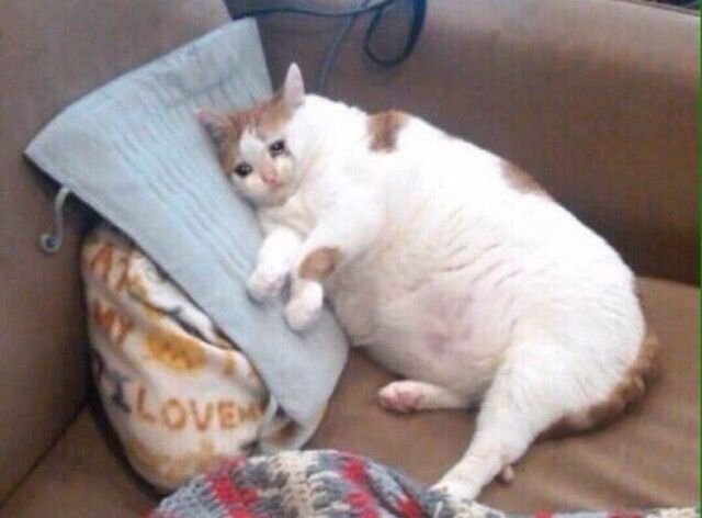crying cat memes