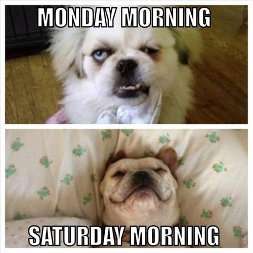 dog-monday-morning-saturday-morning