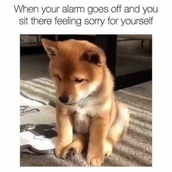 dog-when-your-alarm-goes-off-and-you-sit-there-feeling-sorry-for-yourself