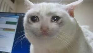 Crying Cat Memes