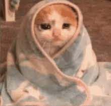crying cat memes