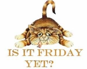 e268eeaa672084a9e90018d8dc22cbef angry cat memes