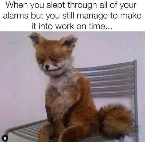 fox-slept-through-all-alarms-but-still-manage-make-into-work-on-time motivational monday memes