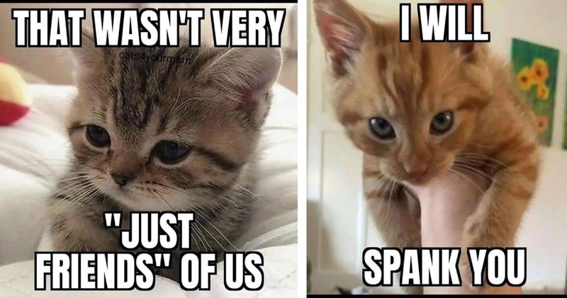 friends-of-us-the-other-image-shows-an-orange-cat-being-held-up-by-a-human-hand-i-will-spank-you