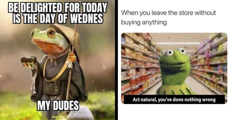 frog-wednesday-memes-wednesday-funny-animal-memes-animal-memes-frog-frog-memes-frogs-funny-animals Hump Day Memes