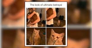 images 18 angry cat memes