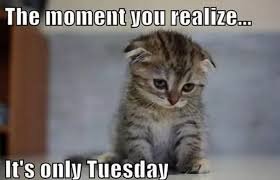images - 2025-08-04T134331676 Funny Tuesday Memes