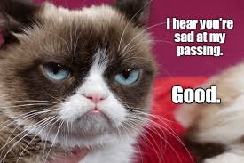 images 25 angry cat memes
