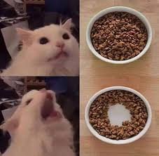 crying cat memes