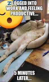 images 27 angry cat memes