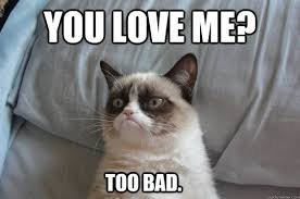 cat memes