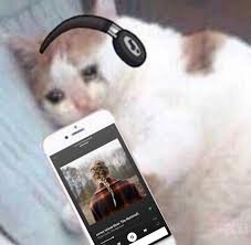 cat memes