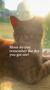 crying cat memes