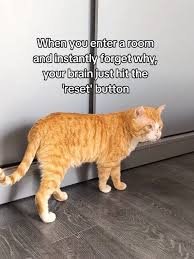 images 54 Tuesday Morning Memes