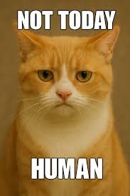 images17 Angry Cat Memes