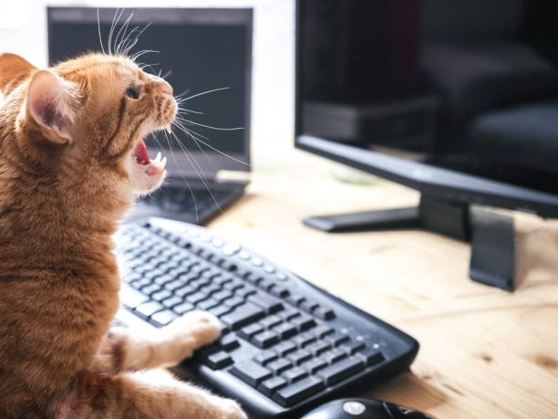 crying cat memes
