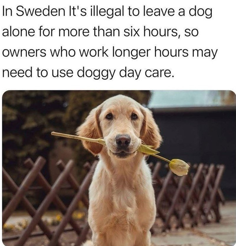 leave-dog-alone-more-than-six-hours-so-owners-who-work-longer-hours-may-need-use-doggy-day-care happy sunday memes