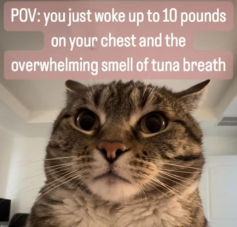 pov-just-woke-up-10-pounds-on-chest-and-overwhelming-smell-tuna-breath