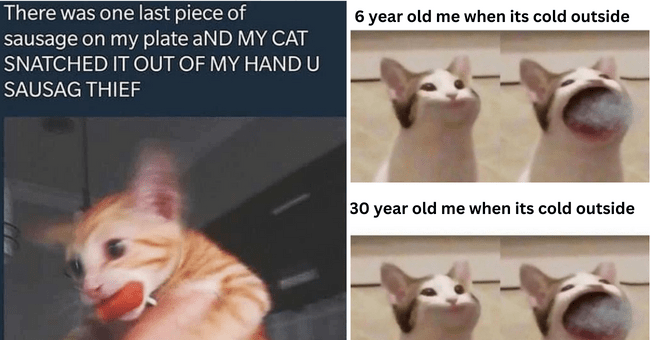 silly-memes-for-those-with-a-catty-case-of-the-mondays angry cat memes
