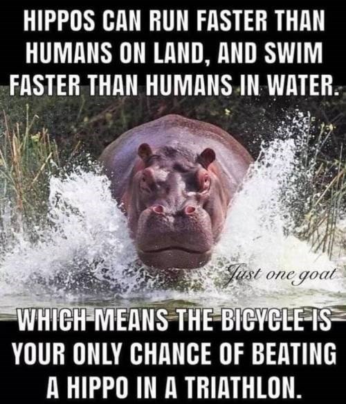 water-just-one-goat-which-means-the-bigycle-is-your-only-chance-of-beating-a-hippo-in-a-triathlon sunday memes