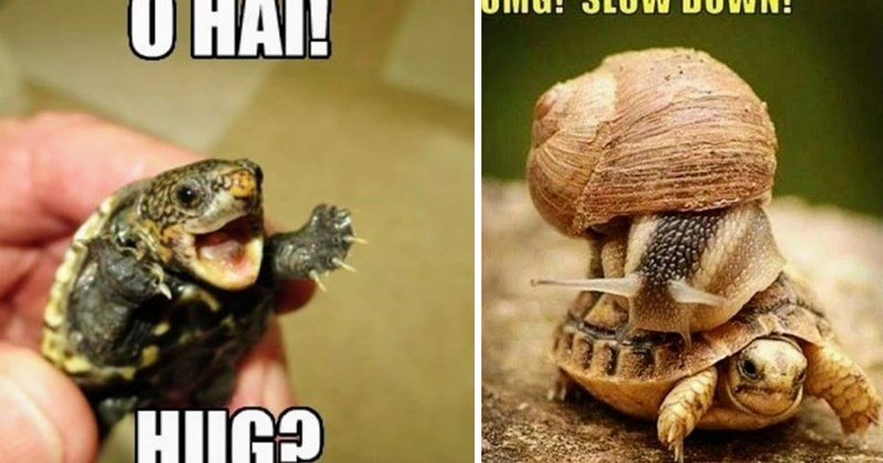 with-arms-stretched-out-o-hai-hug-the-other-image-shows-a-snail-on-a-turtles-back-omg-slow-down Funny Tuesday Memes